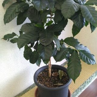 観葉植物 コーヒー どんぐり 茨木のその他の中古あげます 譲ります ジモティーで不用品の処分