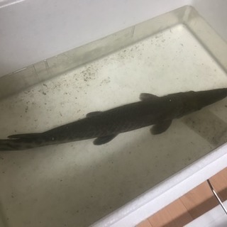 中古アリゲーターガーが無料 格安で買える ジモティー 中古アリゲーターガーが無料 格安で買える ジモティー