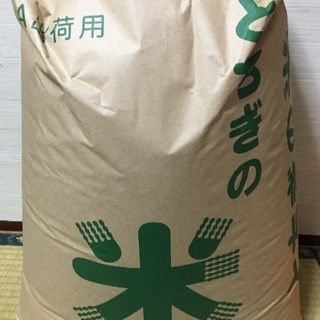H29コシヒカリ玄米