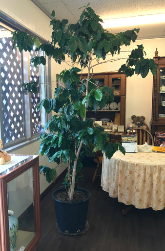 コーヒーノキ　【観葉植物】グリーン