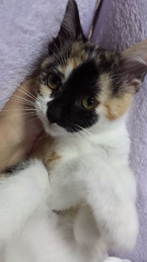 3月4日(日)子猫の譲渡会 ❤️みけちゃん生後３ヶ月 お顔に黒い蝶々が 