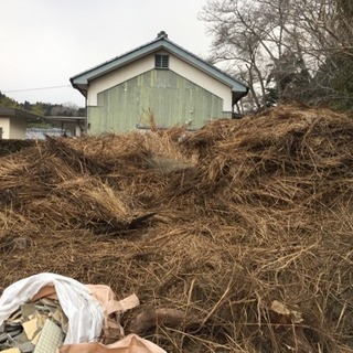 萱！マルチ代わりに！わらしべ長者ならぬかやぶき長者⁉︎