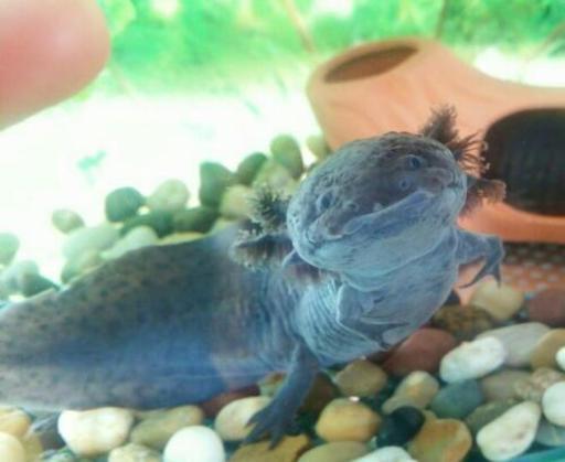 ウーパールーパー ブラック アルビノ 2匹 みっち 和光のその他の中古あげます 譲ります ジモティーで不用品の処分 ウーパールーパー ブラック アルビノ 2匹 みっち 和光のその他の中古あげます 譲ります ジモティーで不用品の処分