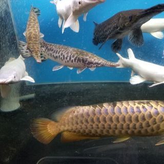 スポッテッドガー - Wikipedia