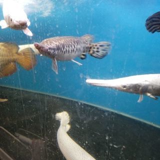 スポットガー40㎝ 熱帯魚