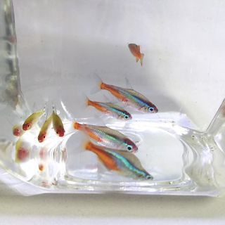 初心者向け熱帯魚 にゃんこす 川口のその他の中古あげます 譲ります ジモティーで不用品の処分