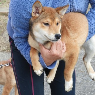 千葉県の犬の里親募集 ジモティー