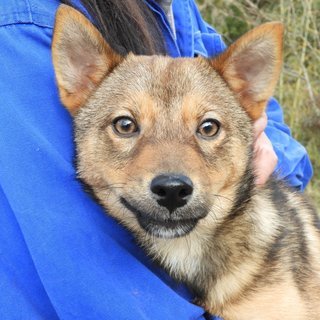 【里親様決定/募集停止】穏やかでおっとりめだけど、犬も人もOKな...