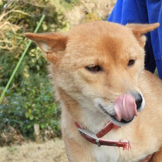 【家族になってください！】明るくしつけも入ってる、しっかりもののお母さん犬　推定２～5歳ナナちゃん - 山武市