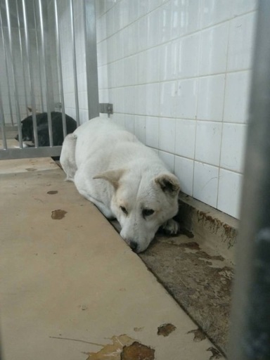 保健所収容 捕獲檻に入った野犬の男の子が助けを待っています Kmhらぶ 周南のその他の里親募集 ジモティー