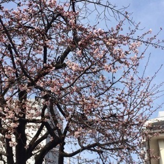 【3/21（水・祝）】早咲きの桜並木を着物で散策しませんか♪