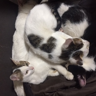生後約4ヶ月 子猫3匹 里親募集