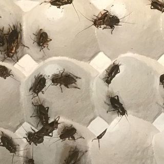 生き餌コオロギ サイズ 匹数ご相談可 ふみこ 高崎のその他の中古あげます 譲ります ジモティーで不用品の処分 生き餌コオロギ サイズ 匹数ご相談可 ふみこ 高崎のその他の中古あげます 譲ります ジモティーで不用品の処分
