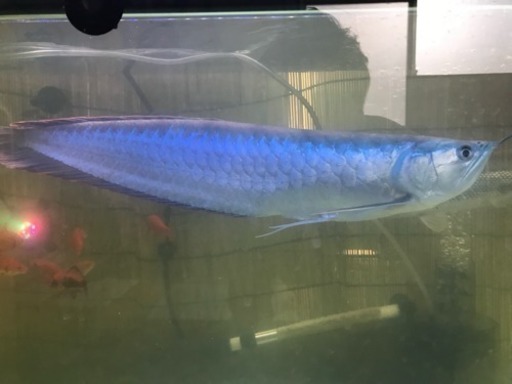 シルバーアロワナ約35cm