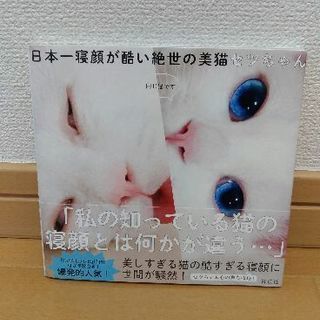 日本一寝顔が酷い絶世の美猫セツちゃん