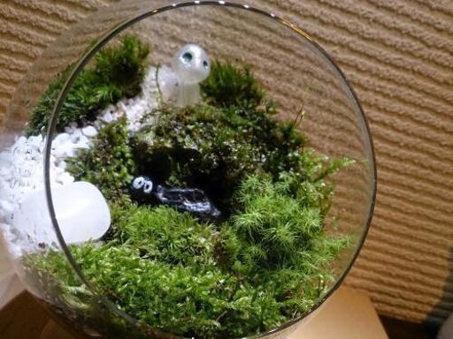 苔テラリウム ラウンド型1 wing 曽根のインテリア雑貨 小物 置物 オブジェ の中古あげます 譲ります ジモティーで不用品の処分 苔テラリウム ラウンド型1 wing 曽根のインテリア雑貨 小物 置物 オブジェ の中古あげます 譲ります ジモティーで不用品の処分