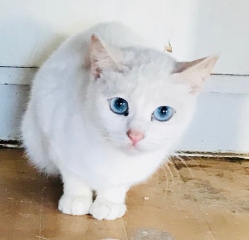 2歳前後白猫、オッドアイ、ブルーアイ、ブラウンアイ (kineko) 久留米 