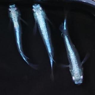 【特選★フルボディ】画像の幹之(ミユキ)メダカの幼魚15匹