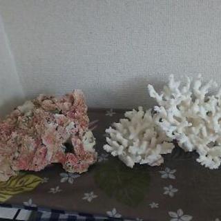 珊瑚の置物