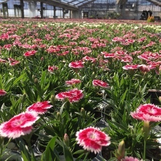 花苗、鉢花の生産。花の好きな方‼️