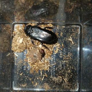オオゴキブリ 幼虫5頭サイズMIX