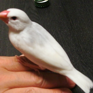 白文鳥３才。里親を募集します。元気すぎますがなついています。鳥か...