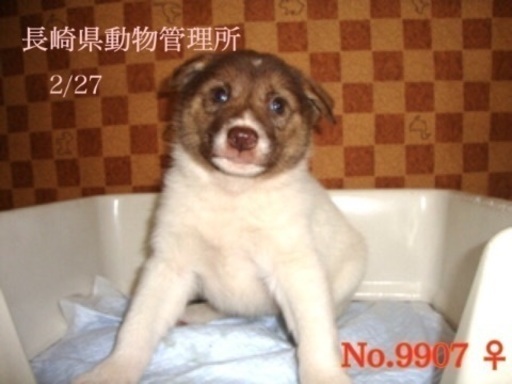里親決定 有難うございました 子犬7匹保健所収容 家族に迎えて下さる方いらっしゃいますか 県外の方もお願いします Kmhらぶ 大村のその他の里親募集 ジモティー 里親決定 有難うございました 子犬7匹保健所収容 家族に迎えて下さる方いらっしゃいますか 県外の方もお願いします Kmhらぶ 大村のその他の里親募集 ジモティー