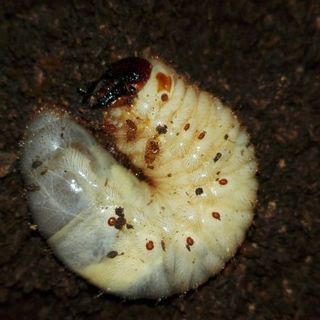 国産カブトムシの幼虫