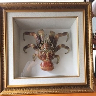 u*d様 現地土産品 ヤシガニ 剥製 標本 約50センチ u*d様 現地土産品 ヤシガニ 剥製 標本 約50センチ - メルカリ