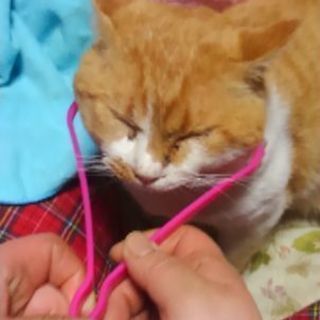 猫ちゃん貰われていきました‼️仕事解雇のため社宅を出るため猫の里親募集