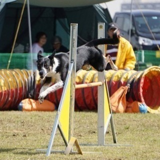 アジリティースクールBRAVEDOGS