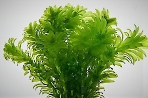 水草 アナカリス マツモ 2種類セット まこっぺ 牛久のその他の中古あげます 譲ります ジモティーで不用品の処分