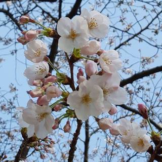 福岡天神さくらまつり