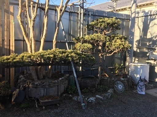 松の木 値下げしました