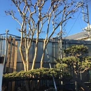 サルスベリ ピンク値下げしました