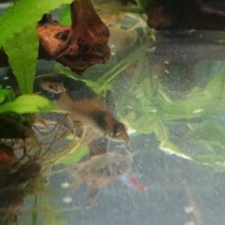 大阪府の熱帯魚 里親募集 ジモティー