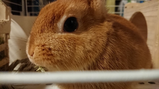 ネザーランドドワーフ うさぎ ウサギ ゆーじ 八王子のその他の里親募集 ジモティー ネザーランドドワーフ うさぎ ウサギ ゆーじ 八王子のその他の里親募集 ジモティー