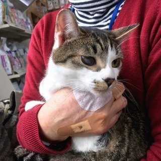4月8日(日) 猫の譲渡会　名古屋市西区　ふれあい館　みなと猫の会主催 - イベント
