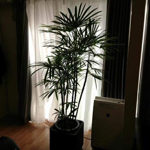 観葉植物 シュロチク