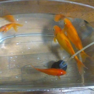 金魚　４匹