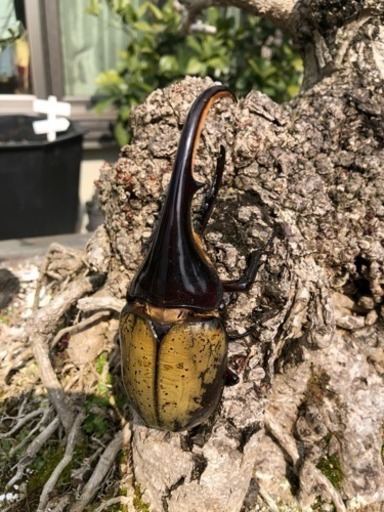 ヘラクレスオオカブトムシです。
