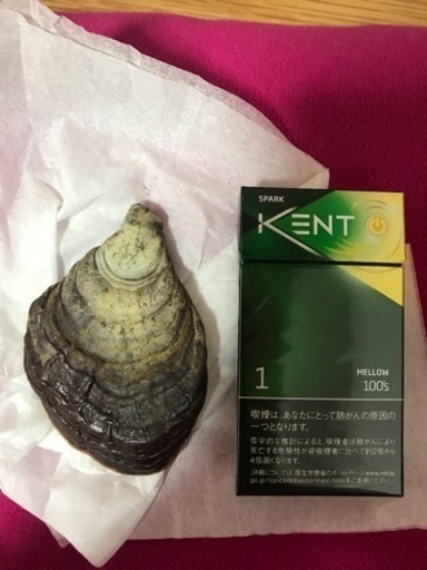 さるのこしかけ〜霊芝〜抗癌作用抜群！！