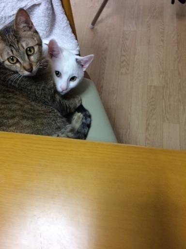 生後1年のオス猫とメス猫です ゆき 高松の猫の里親募集 ジモティー