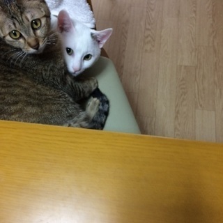 生後1年のオス猫とメス猫です。の画像