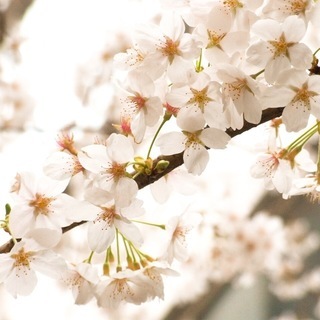 🌸目黒川添いの桜並木に面する屋上テラス席から花見♪桜が見下ろせます♪ - 品川区