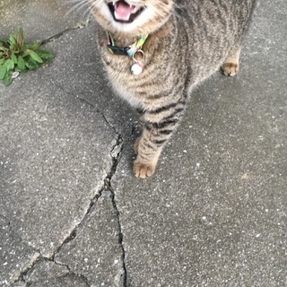 子供の猫の里親さんを探しています。すごく人懐っこいです。 - 猫