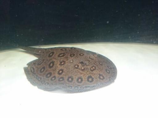 熱帯魚淡水エイ エクセルコロンビアモトロ♂コロンビアモトロ♀のペア