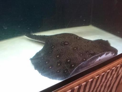 熱帯魚淡水エイ エクセルコロンビアモトロ♂コロンビアモトロ♀のペア