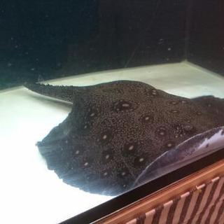 その他 熱帯魚淡水エイ エクセルコロンビアモトロ♂コロンビアモトロ♀のペア