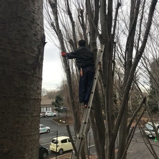 高木剪定 伐採致します。埼玉県所沢市 入間市 飯能市 清瀬市〜 - 所沢市